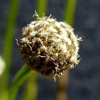 Eriocaulon thwaitesii Körn.
